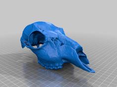 Digital Scan Skull Replica – Roe Deer 3D Printer Model