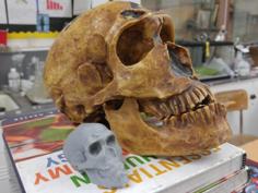 Hominid Skull (123D Catch) 3D Printer Model