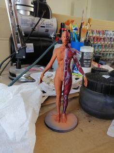 Female Anatomy Reference 3D Printer Model