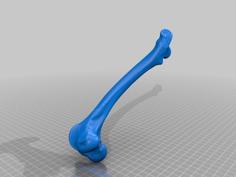 Bone / Deer Bone – Humerus 3D Printer Model