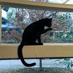 Cat Silhouettes 3D Printer Model