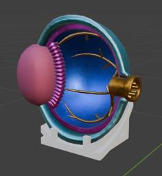 Eye Anatomy Model From Splatoon 3 3D Printer Model