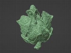 Cypress Fruit 3D Scan 3D Printer Model