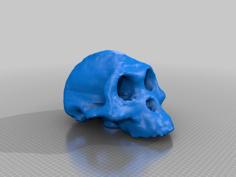 Australopithecus Afarensis (Lucy) Skull (3D Scanned) 3D Printer Model