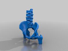 Pelvis 3D Printer Model