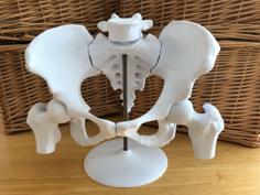 6-Piece Magnetic Female Pelvis Model 3D Printer Model