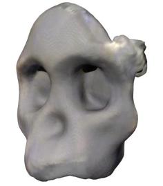 Australopithicus Africanus (Taung Child Skull Fragment) 3D Printer Model