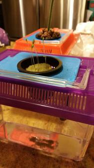 Aquarium Lid For Beta Fish- Turn Your Boring Aquarium Into An Aquaponic Grower 3D Printer Model