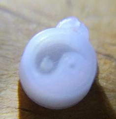 Yin-Yang Extremely Tiny 7mm X 3.5mm Test Print 3D Printer Model