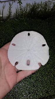 Sand Dollar 3D Printer Model