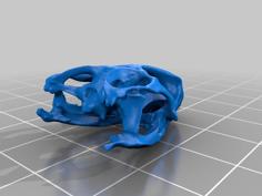 Bearded Dragon Skull 3D Printer Model