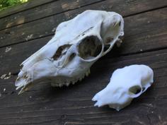 Deer Skull 3D Printer Model