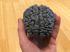 Brain Puzzle 3D Printer Model