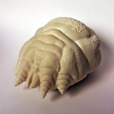 Sarcoptic Mite (Sarcoptes Scabiei) 3D Printer Model