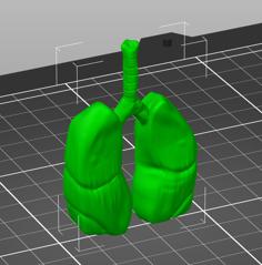 Realistic Looking Lungs 3D Printer Model