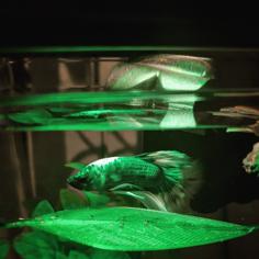 Betta Leaf Hammock 3D Printer Model