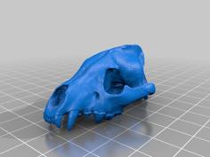 Cape Fox Skull 3D Printer Model