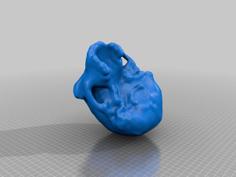 Homo Ergaster Skull 3D Printer Model