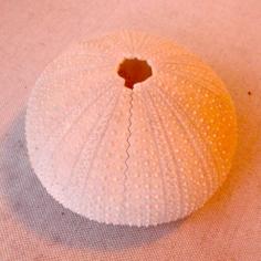 Sea Urchin Scan, NextEngine Scanner 3D Printer Model