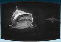 Lithophane Shark 3D Printer Model