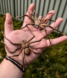 Huntsman Spider 3D Printer Model