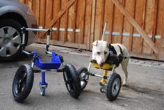 Dog Wheelchair Improved For Twolegged Dogs (front Legs) 3D Printer Model