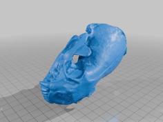 North American River Otter Skull 3D Printer Model