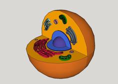 Animal Cell 3D Printer Model