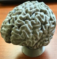 Brain 3D Printer Model