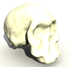 Homo Habilis Skull 3D Printer Model