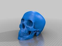 Human Skull Solid No Supports Needed Renforced Mandibl/teeth 3D Printer Model