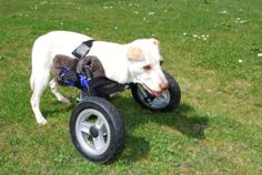 Adjustable Wheelchair For A Handicapped Puppy Dog 3D Printer Model