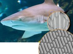 Shark Denticle Skin 3D Printer Model