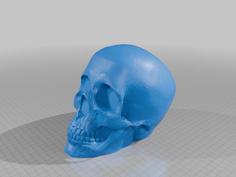 Skull 3D Printer Model