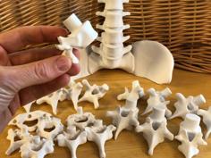 Vertebral Stacking Blocks 3D Printer Model