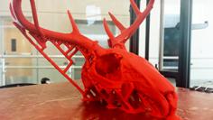 100% Authentic Jackelope Skull 3D Printer Model