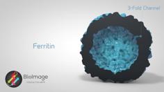 Ferritin – The Cellular Iron Storage 3D Printer Model