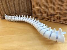 Flexible Three-Quarter Spine Model With Display Stand 3D Printer Model