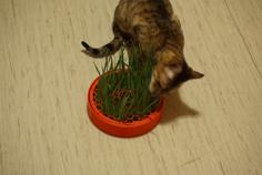 Cat Grass Planter 3D Printer Model