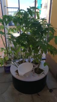 DIY Hydroponic System With Can 3D Printer Model