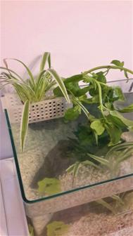 Aquarium Plant Basket 3D Printer Model