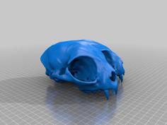 Conjoined Cat Skull 3D Printer Model