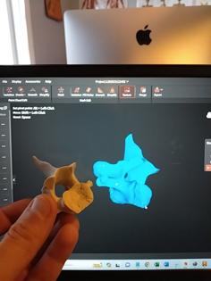 Bone / Deer Vertebrae / White Tail Deer Vertebrae 3D Printer Model