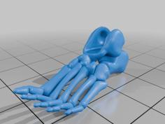 Articulated Skeleton 3D Printer Model