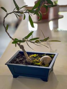 Bonsai Pot & Hidden Water Tray 3D Printer Model