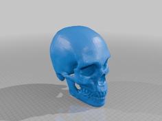 Human Skull 3D Printer Model