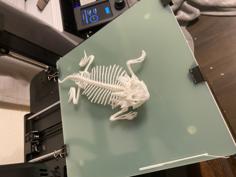 Texas Horned Frog STL 3D Printer Model