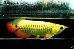 Arowana 3D Printer Model