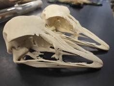 Ostrich Skull 3D Printer Model