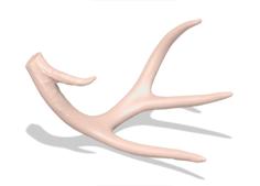 Deer Antler Or Shed (never Called A Horn) 3D Printer Model